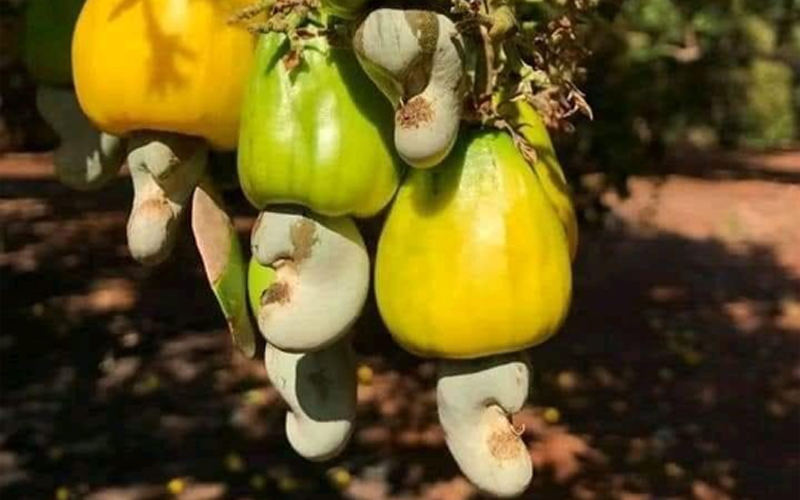 Raw Cashew Nuts